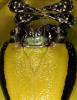 Acherontia atropos